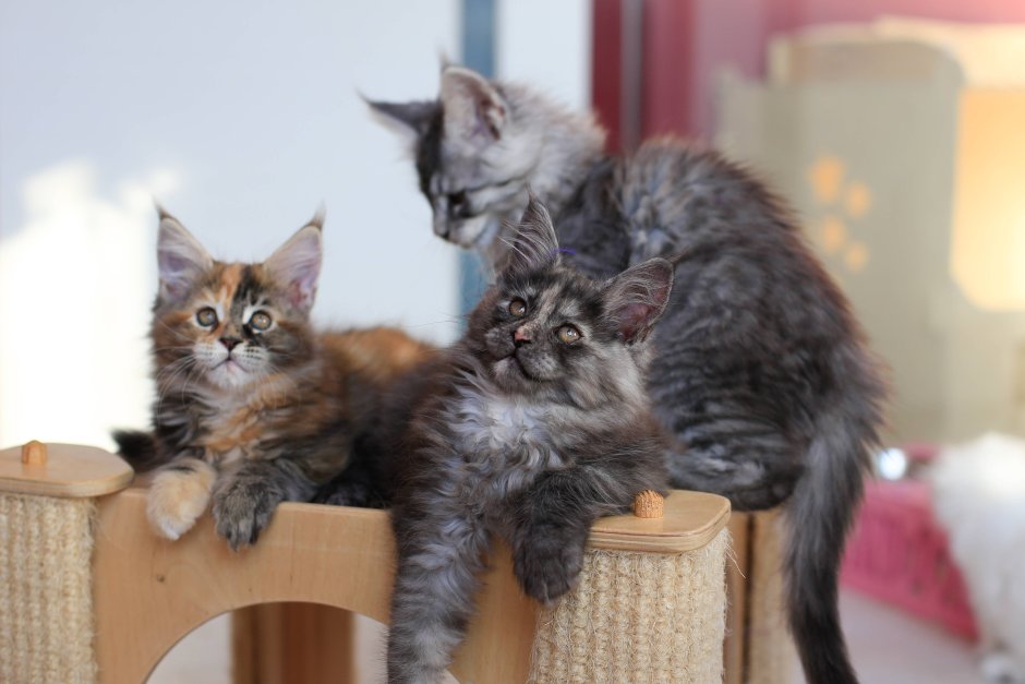 Кот метис Мейн куна