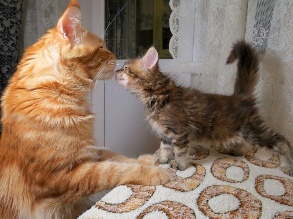 Котята метисы Мейн куна