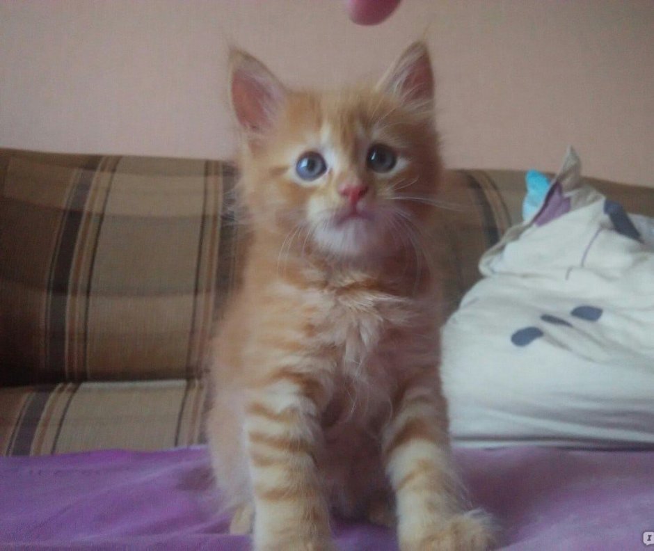 Метис кошка Мейн кун