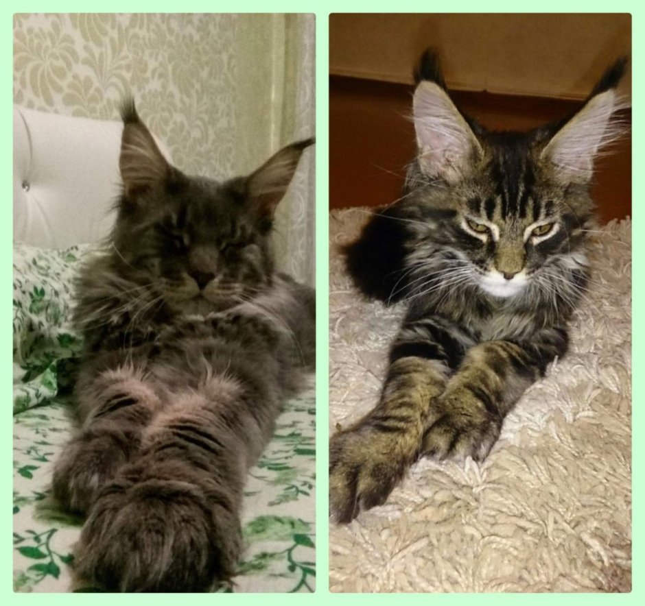 Кот метис Мейн куна