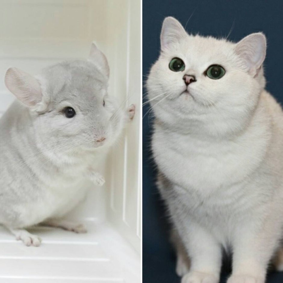 Британская короткошёрстная шиншилла