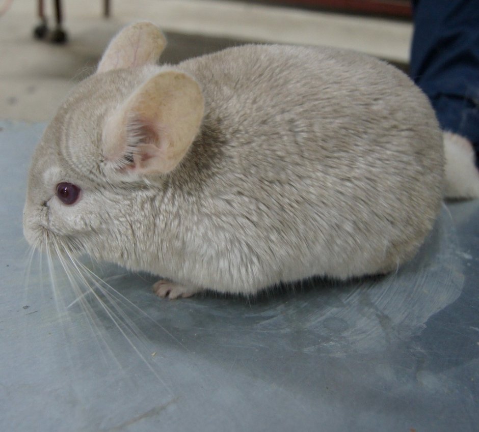Короткохвостая шиншилла
