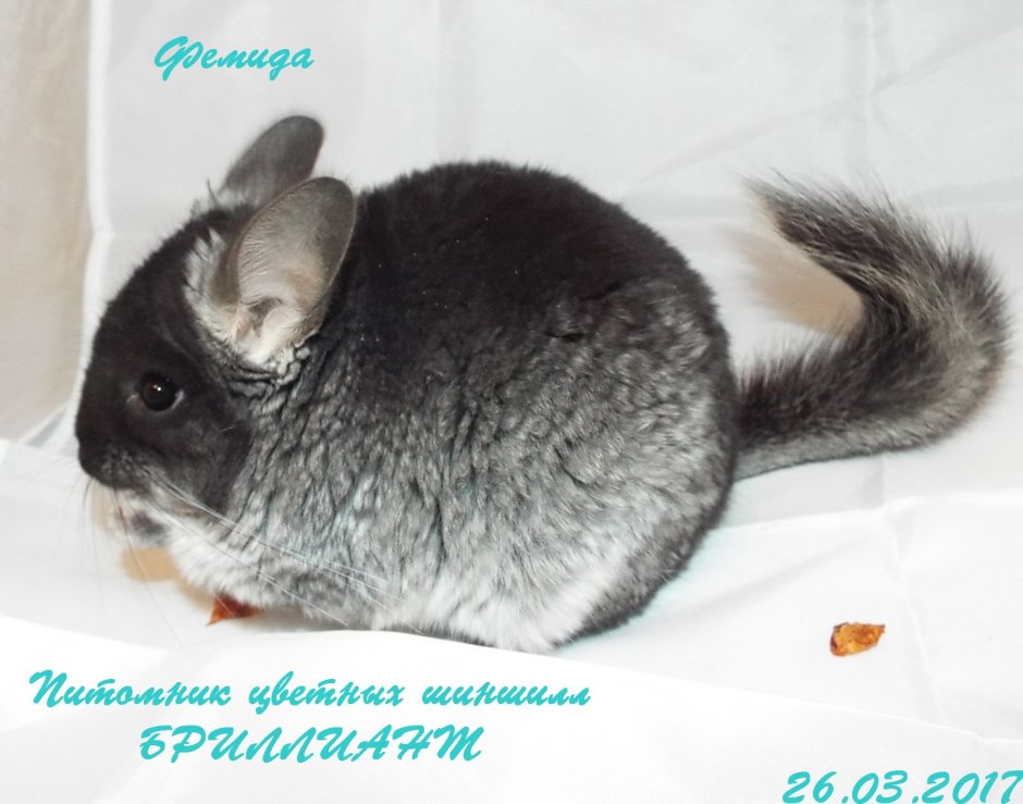 Шиншилла белый эбони