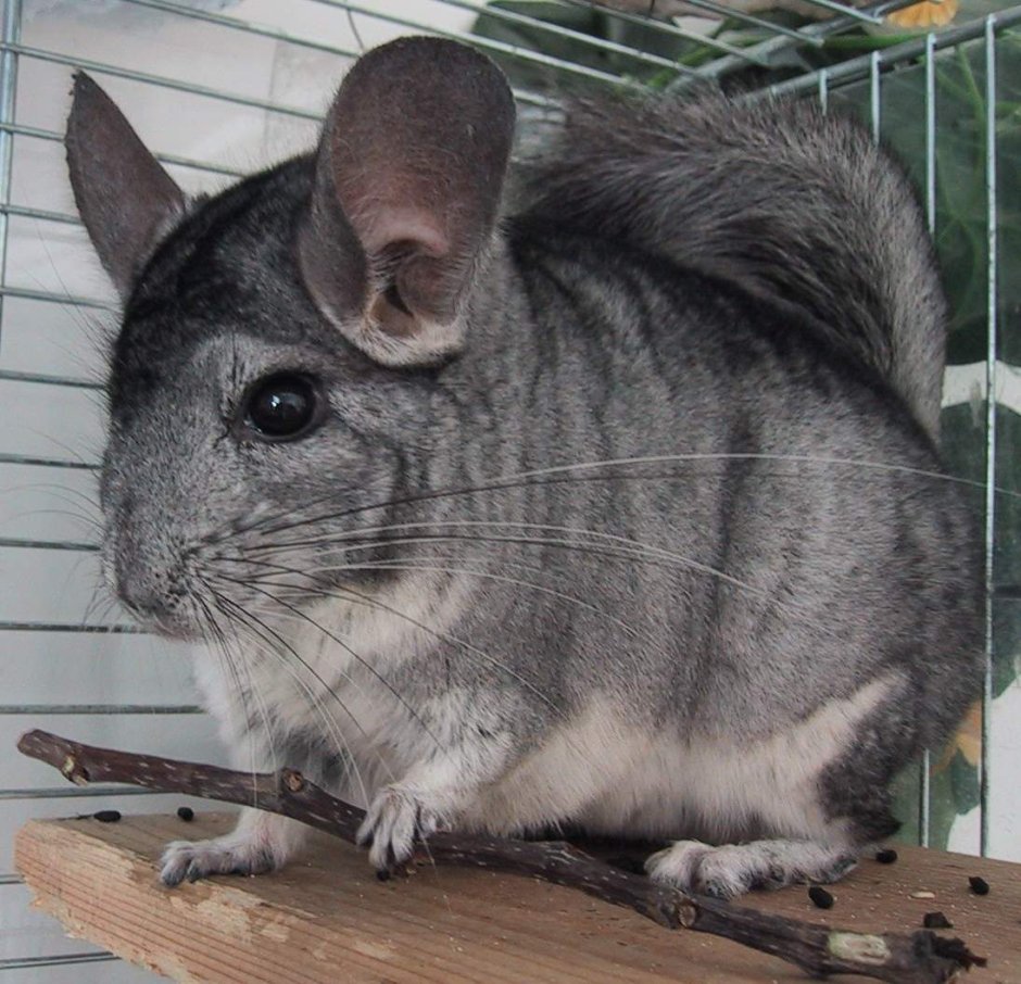 Шиншилла ланигера