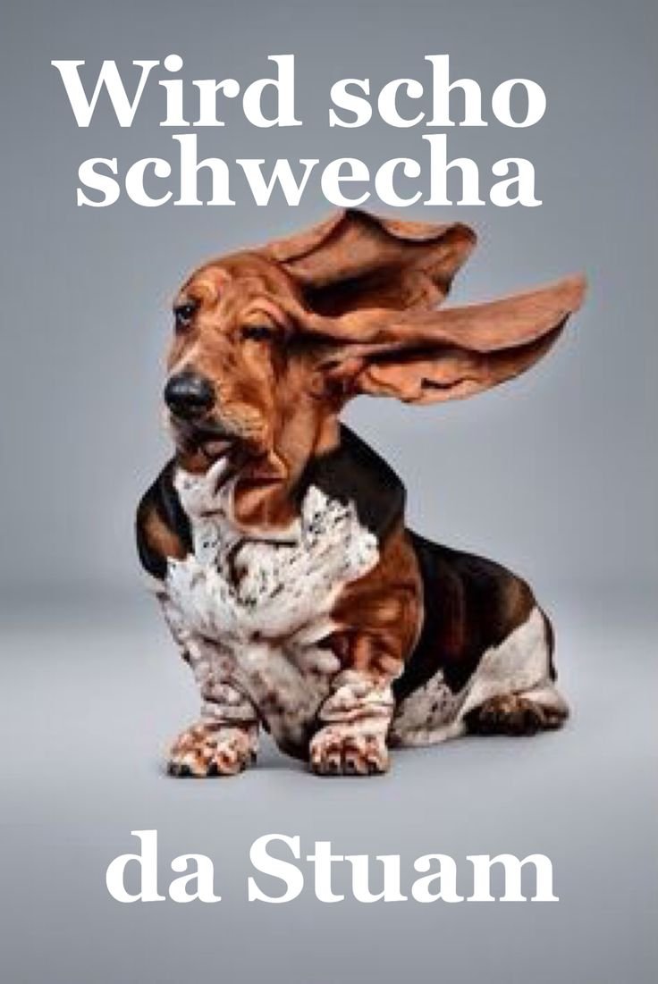 Бассет хаунд