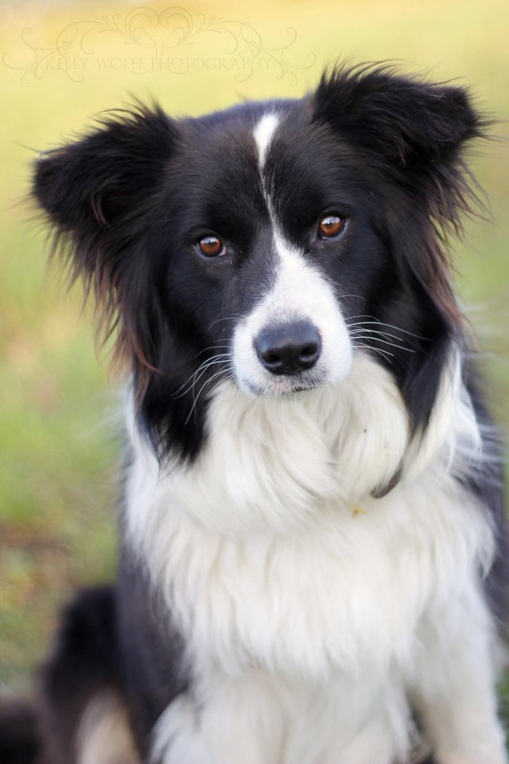 Колли терьер