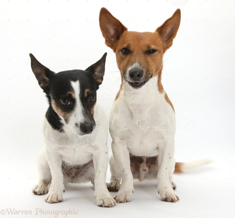 Парсон Рассел со стоячими ушами