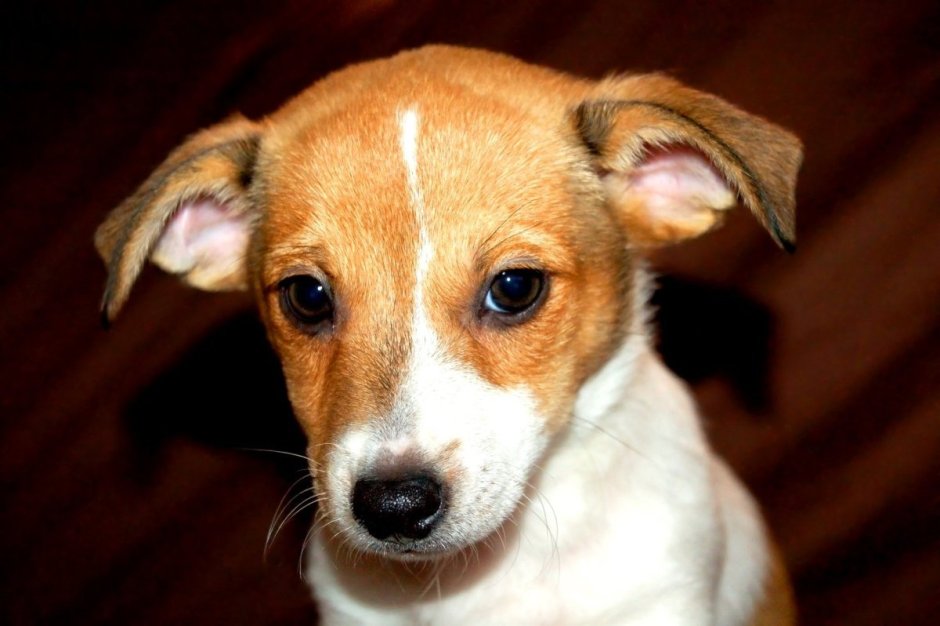 Собаки с загнутыми ушами