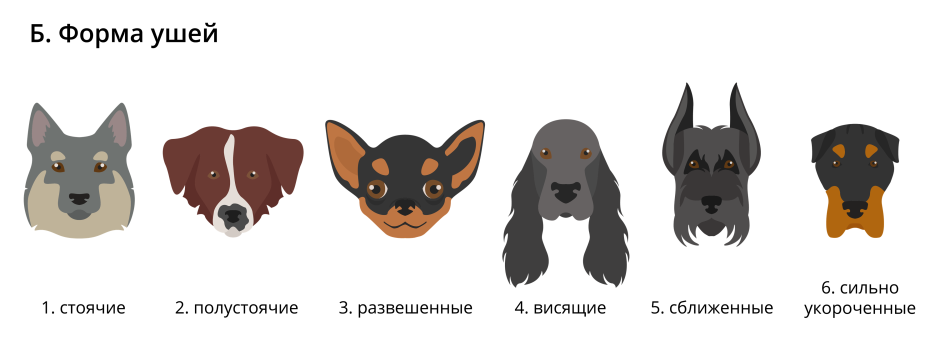 Полустоячие уши у собак порода