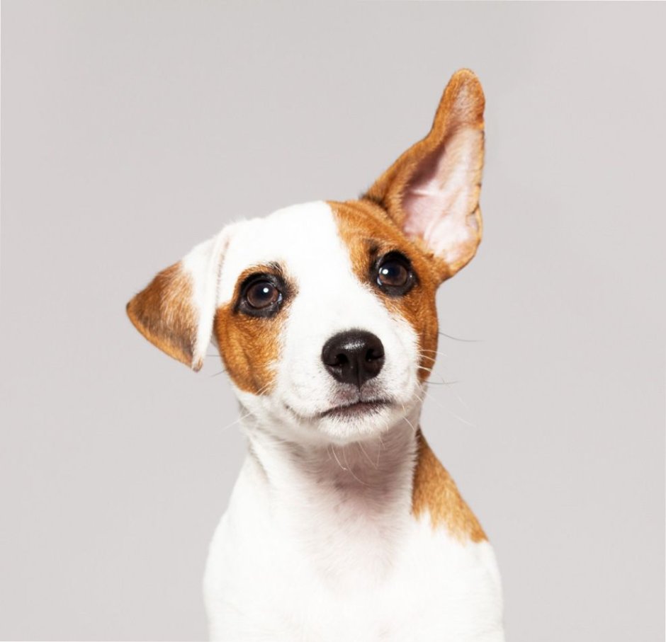 Порода собак у которых уши завернуты