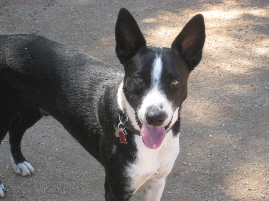 Колли Макнаб