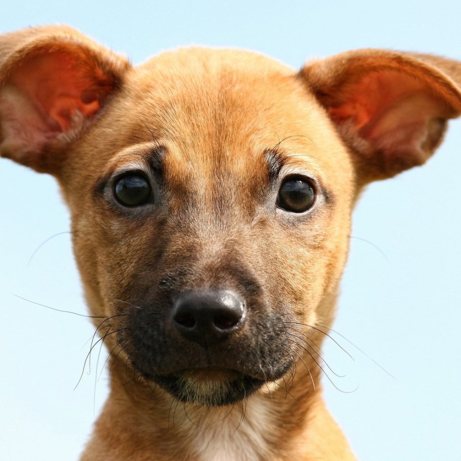 Лопоухий терьер