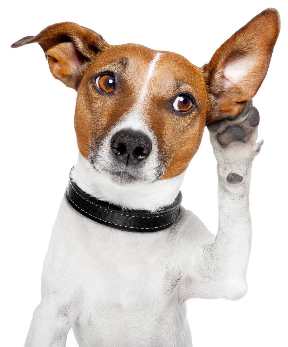 Лысый Джек Рассел