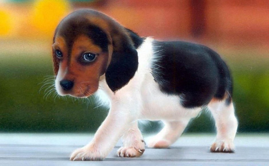 Покажи собачек