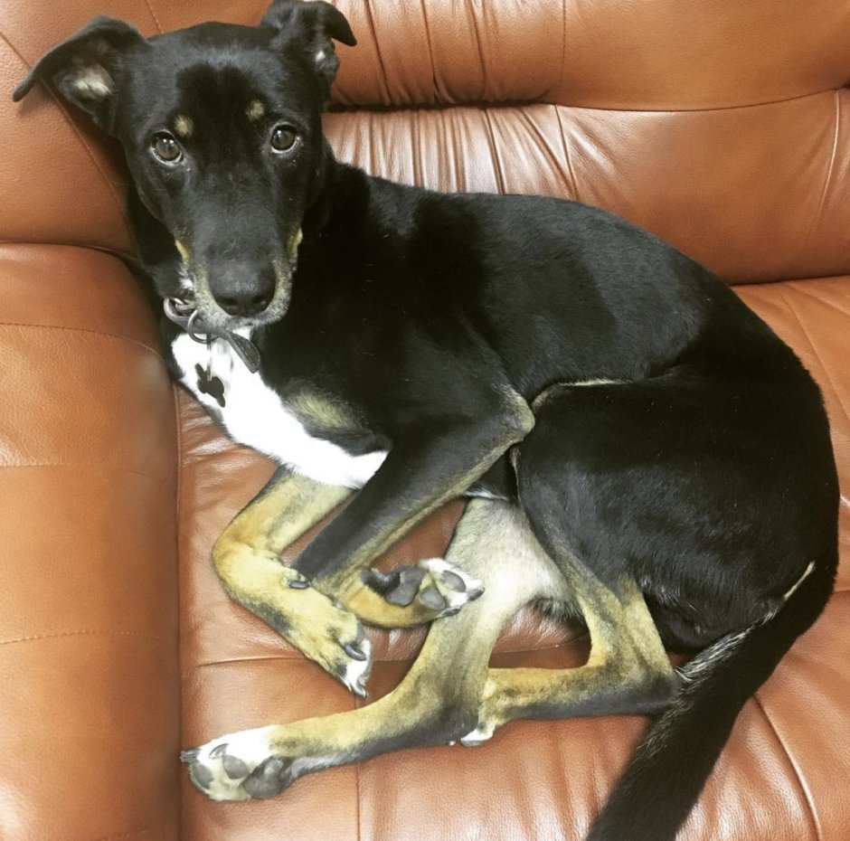 Щенки с полустоячими ушами