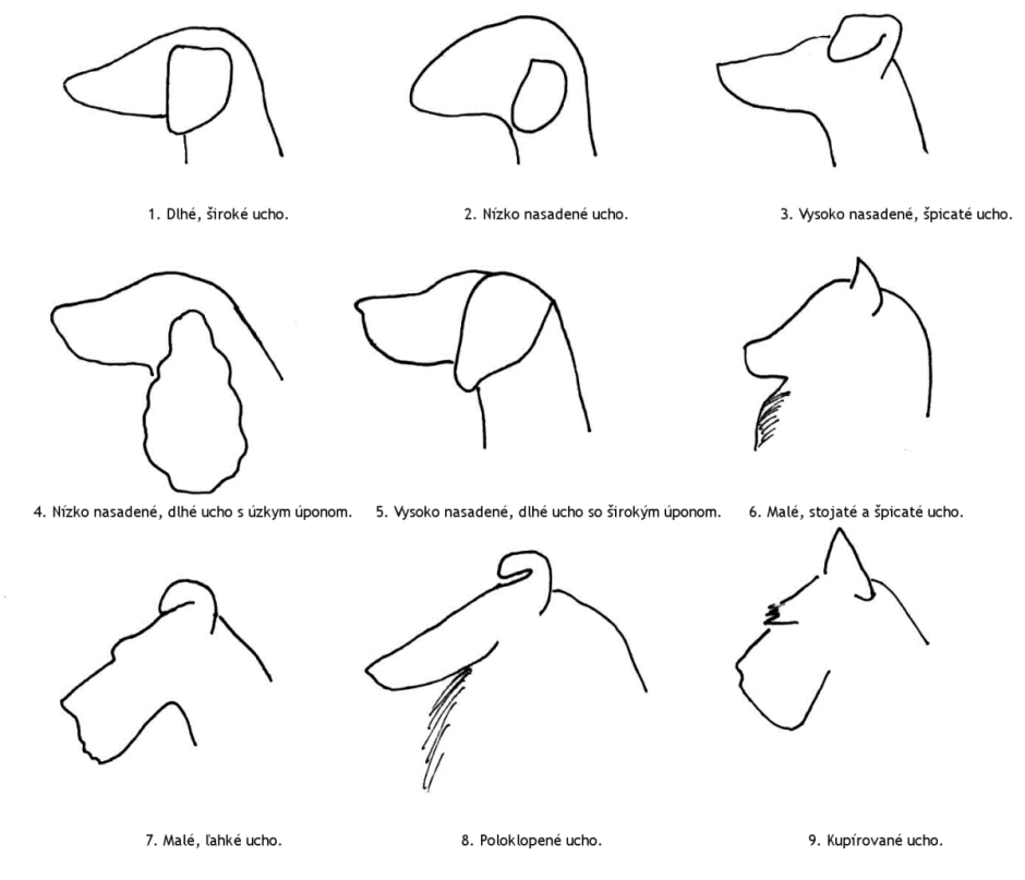 Положение ушей у собак