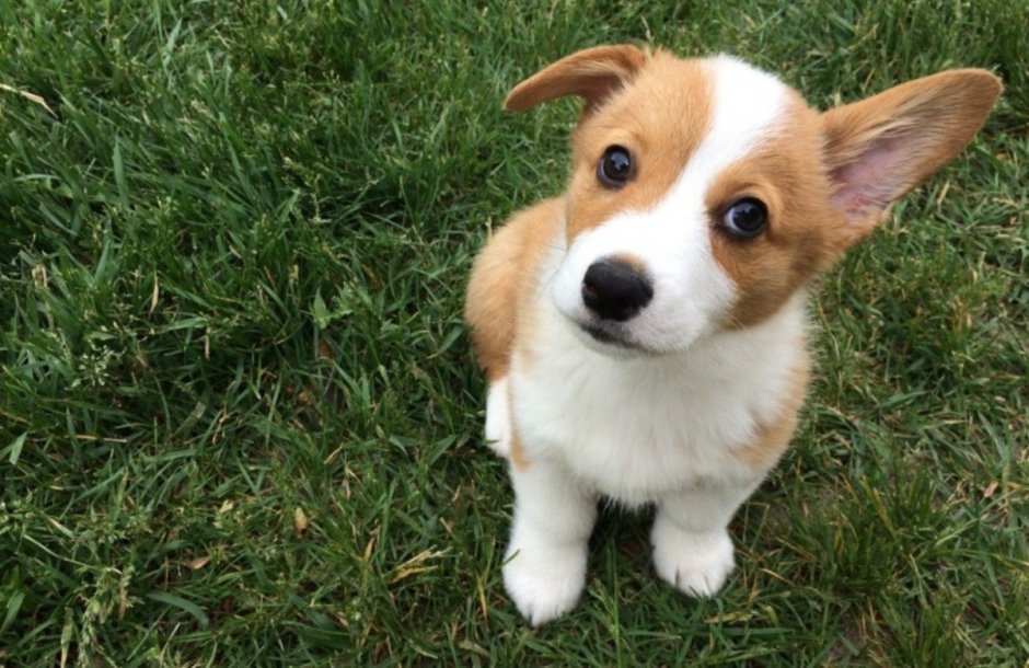 Собака бело рыжая маленькая