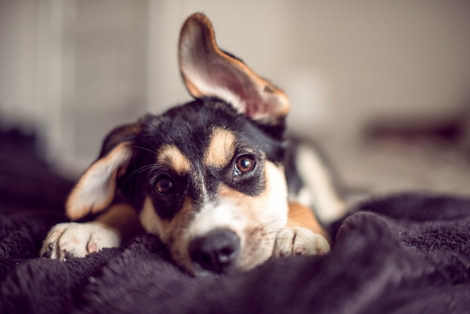 Взгляд собаки арт