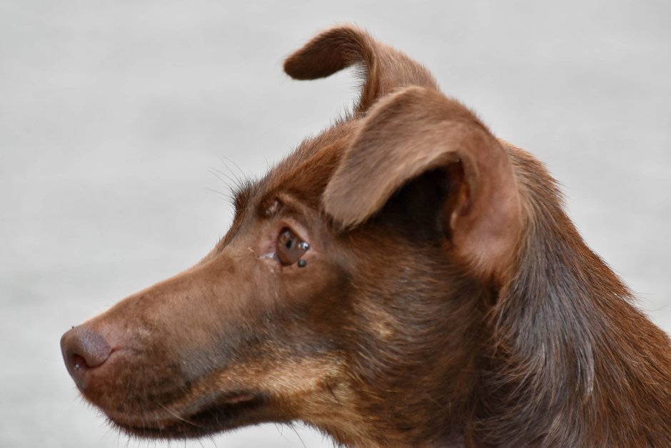 Собаки с полу стоящими ушами