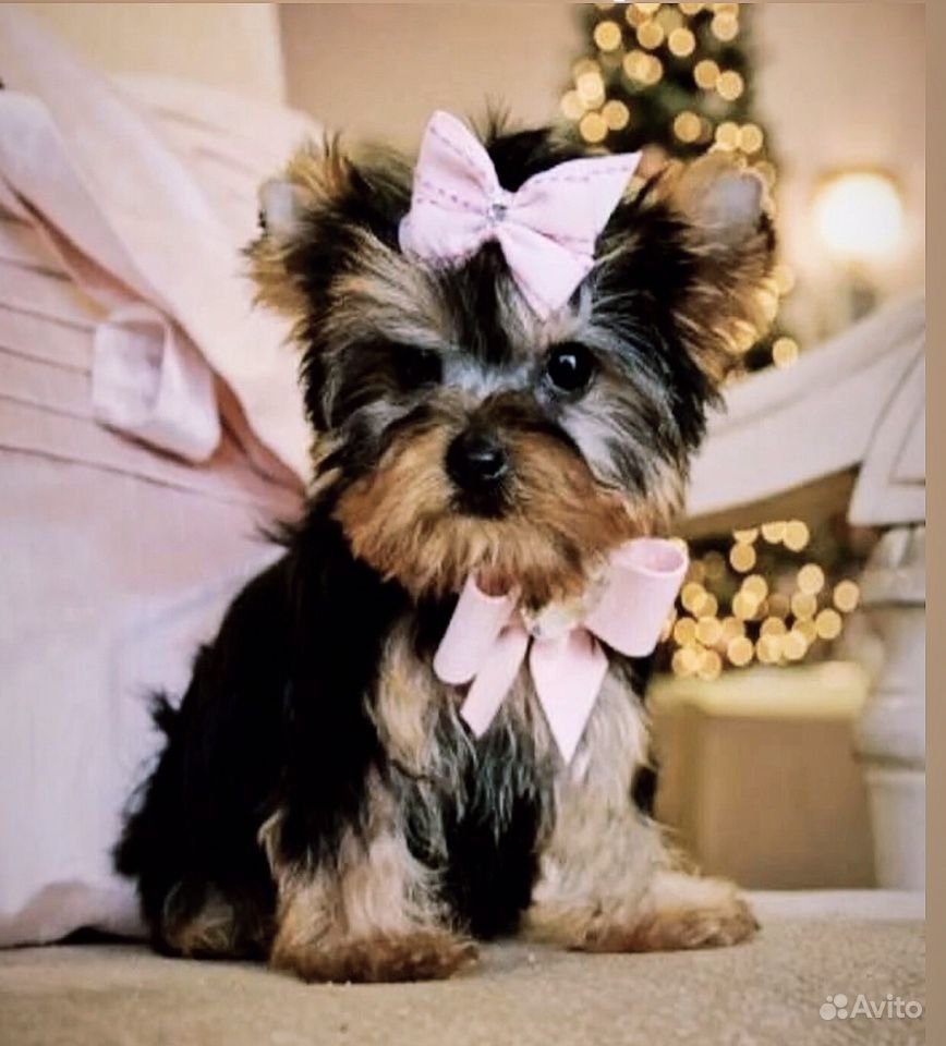 Ювелирные украшения с йоркширским терьером