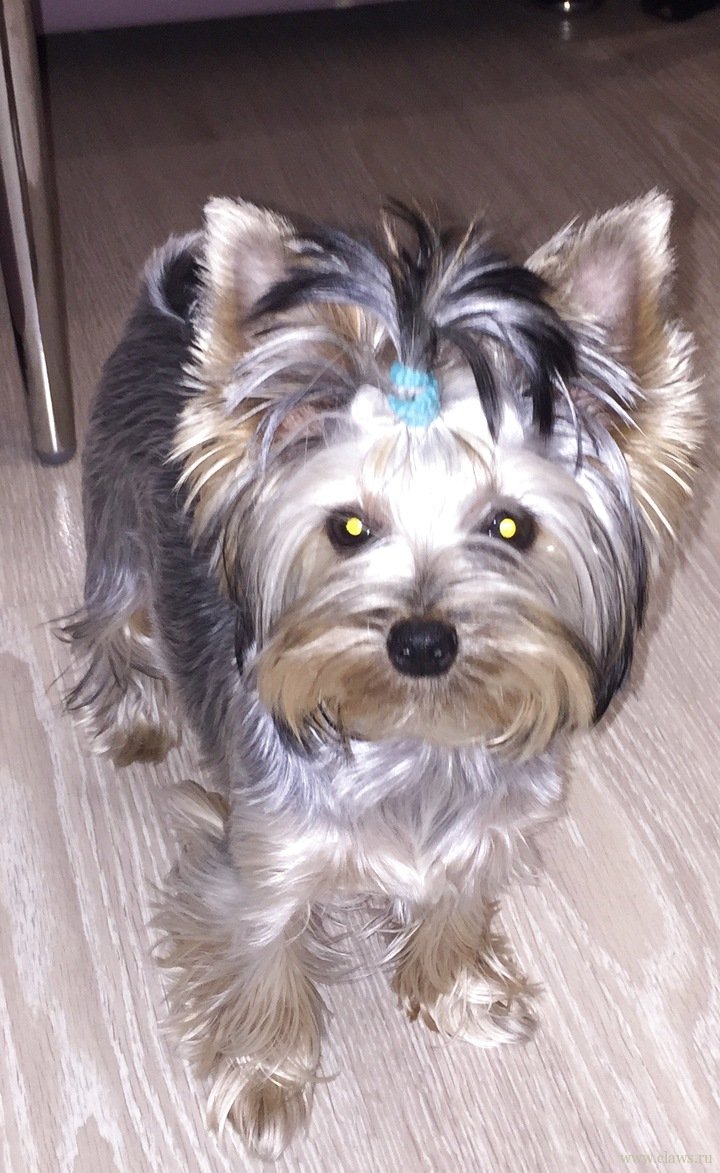 Жесткошерстный Йоркширский терьер