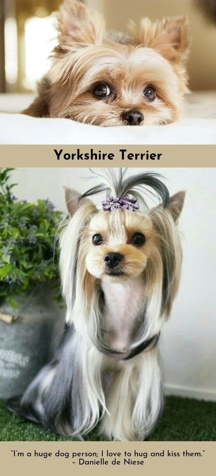 Счастливый Йоркширский терьер