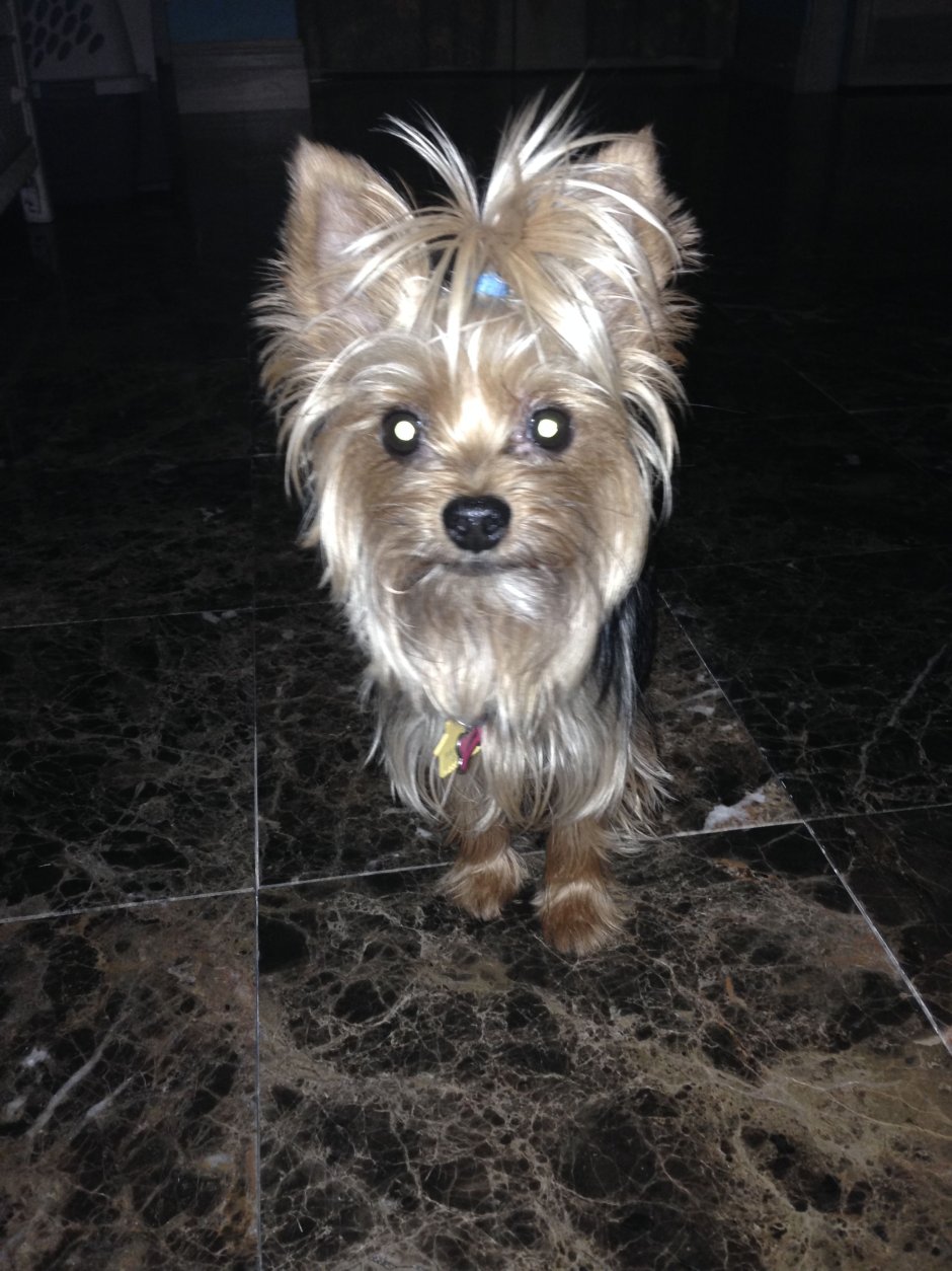 Серебристый Йоркширский терьер стандарт