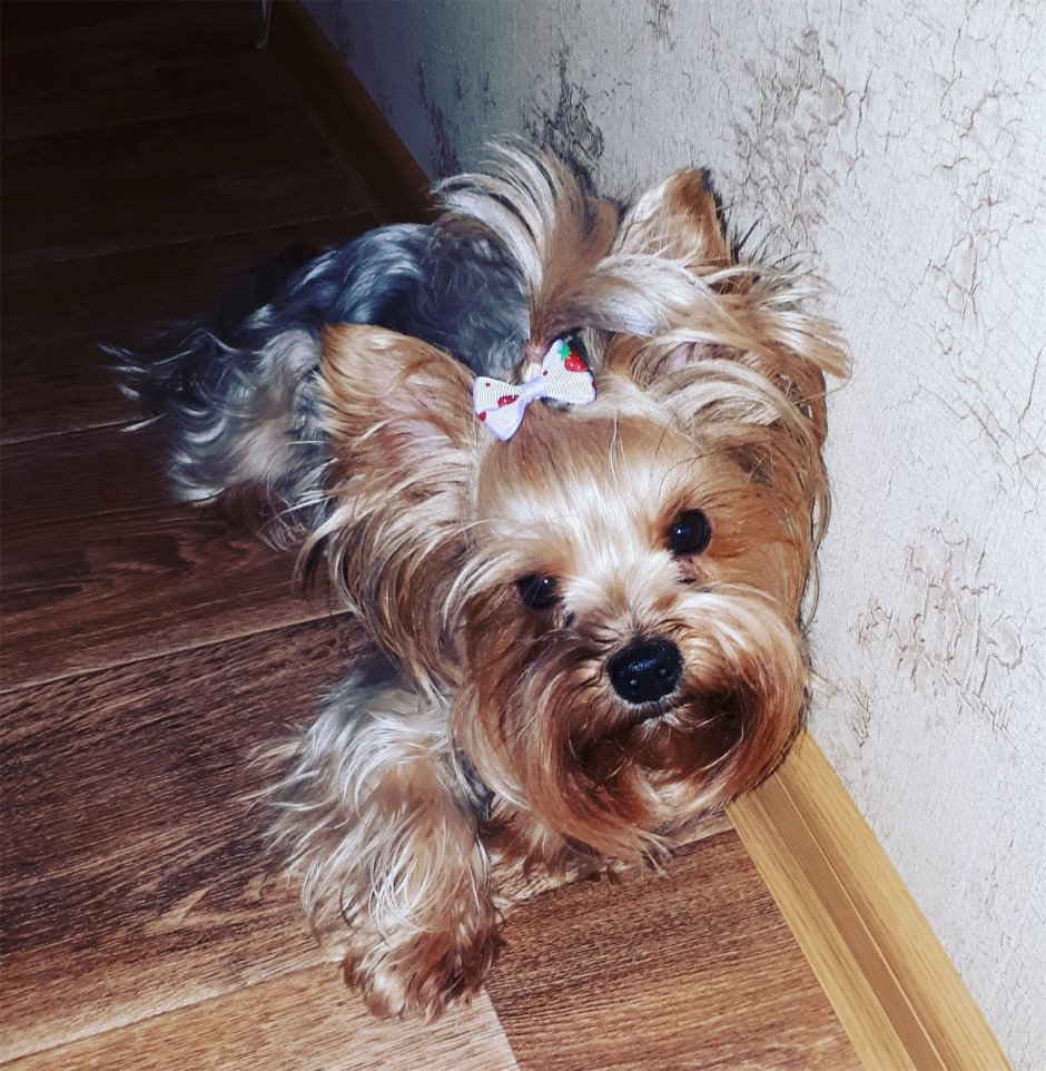 Йоркширский терьер стандарт