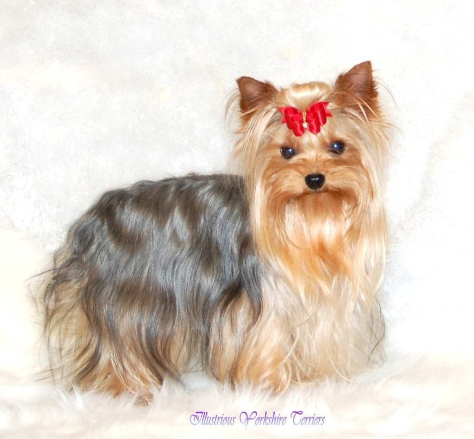 Королевский Йоркширский терьер