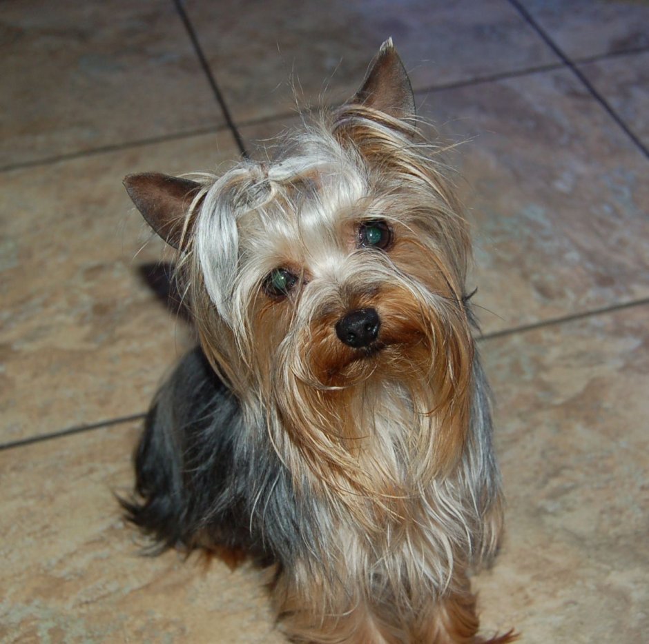 Злой Йоркширский терьер