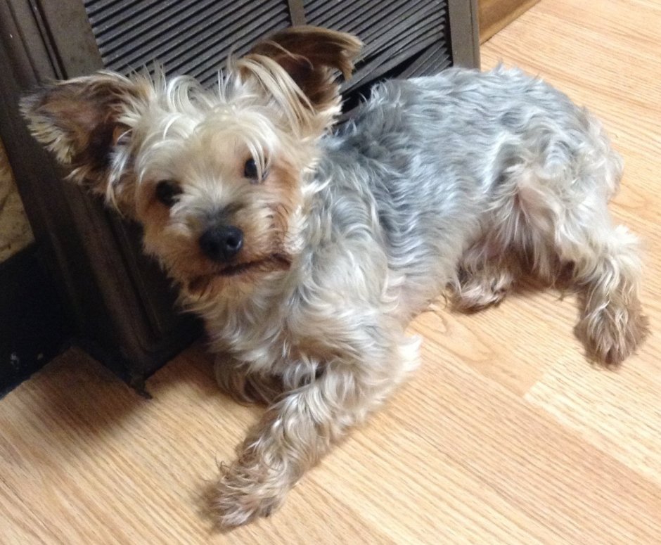 Йоркширский терьер серебристый