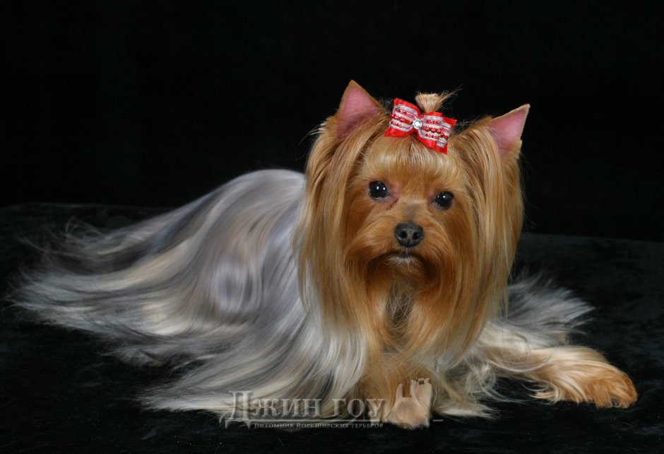 Йоркширский терьер серебристый