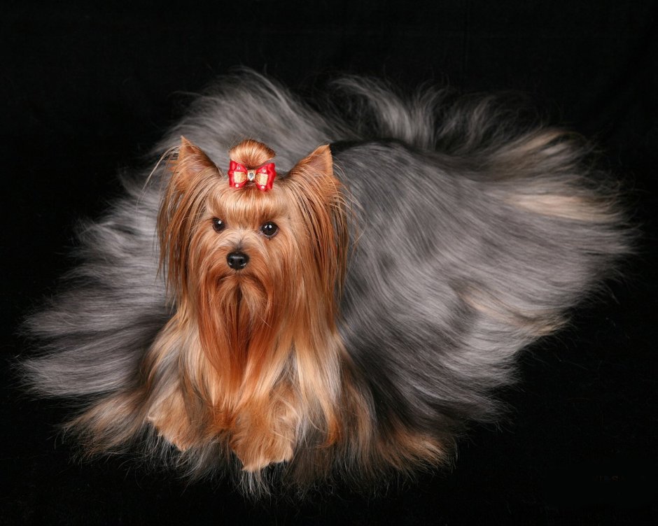 Йоркширский терьер длинношерстный