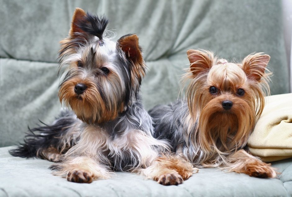 Йоркширский терьер