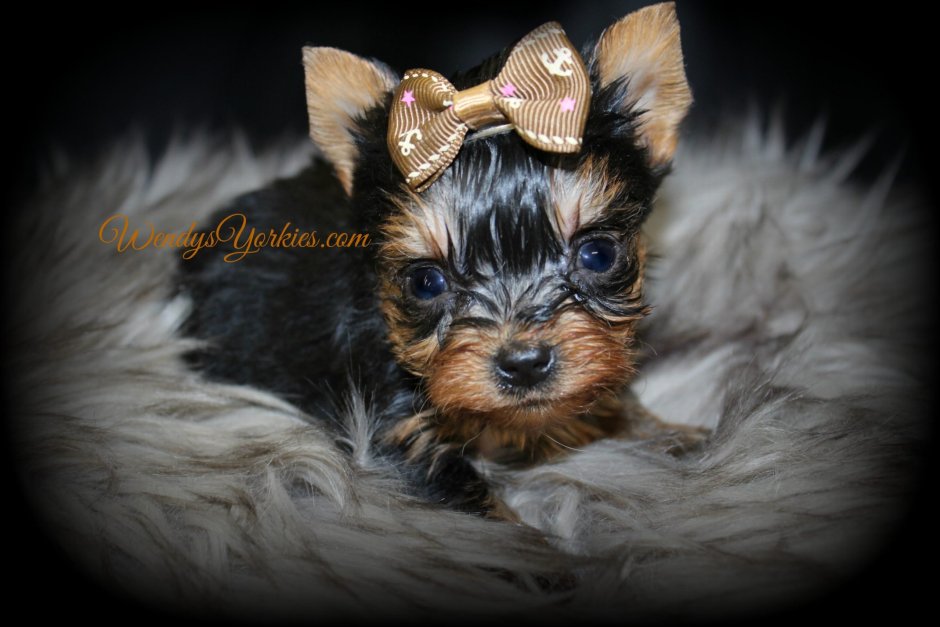 Йоркширский терьер серебристый