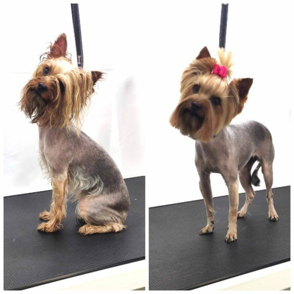 Екширский терьер стандар