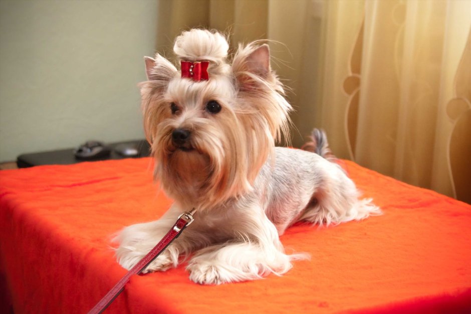 Йоркширский терьер сере