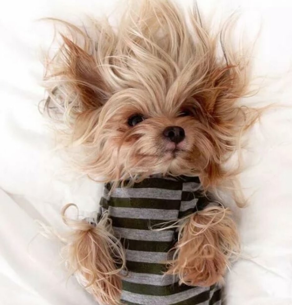 Собака Йоркширский терьер девочка