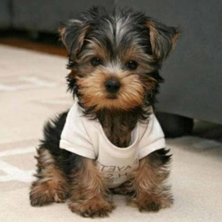 Шорки терьер