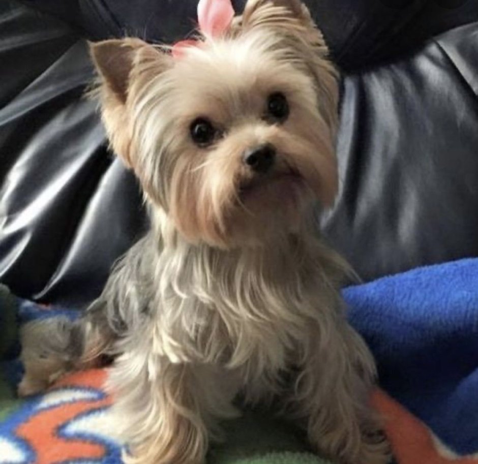 Йоркширский терьер сере