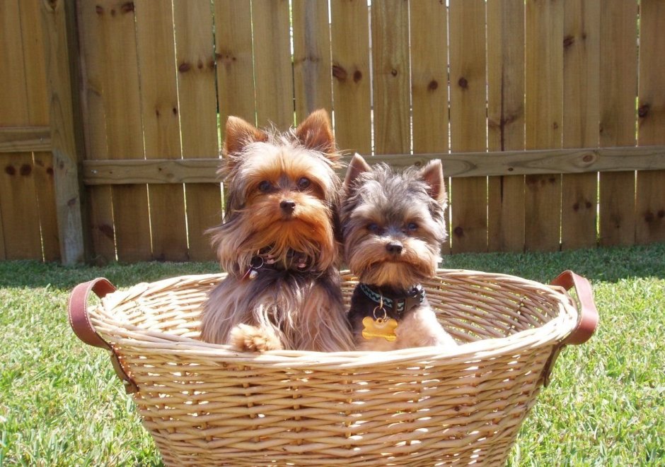 Йоркширский терьер мини