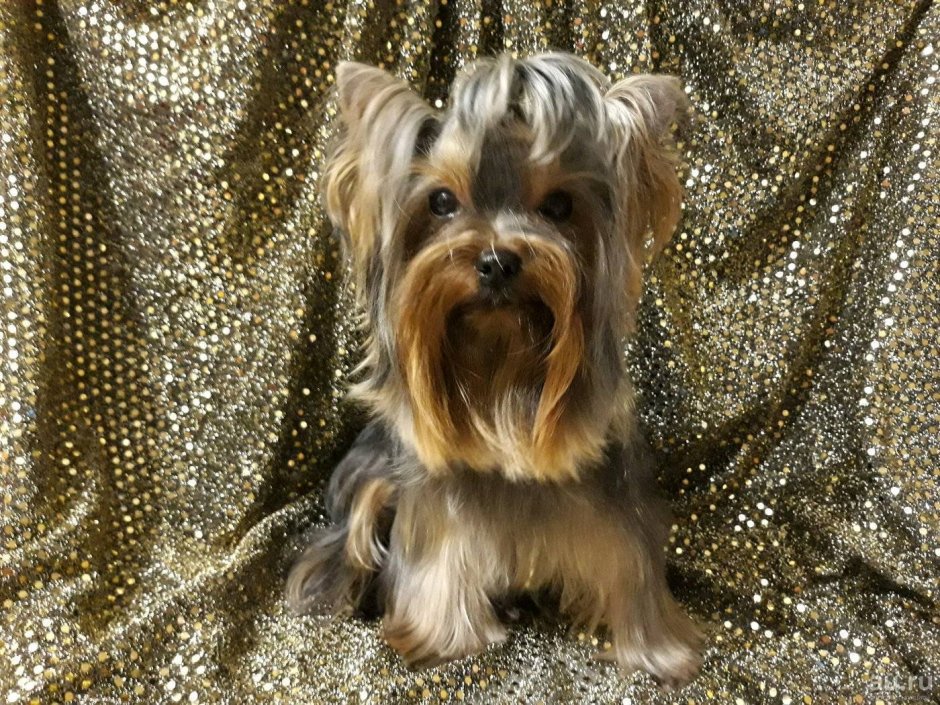 Терьер Йоркширский Малошерстный