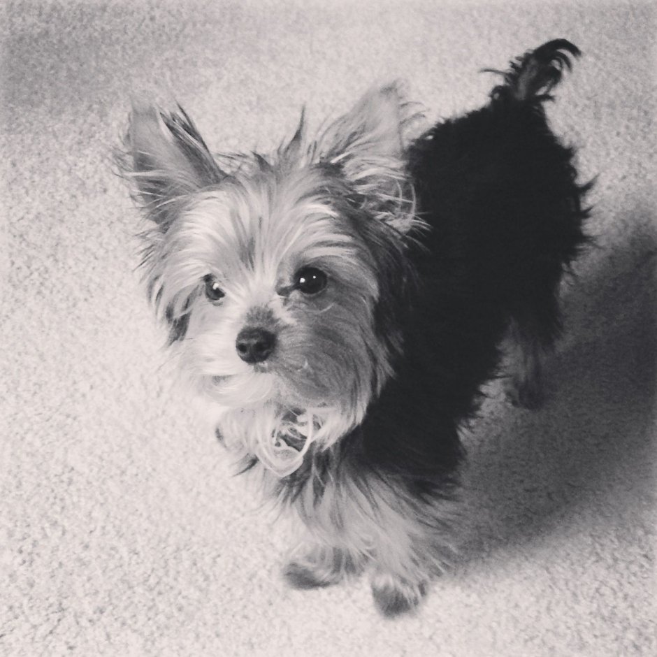 Йоркширский терьер белый с черным