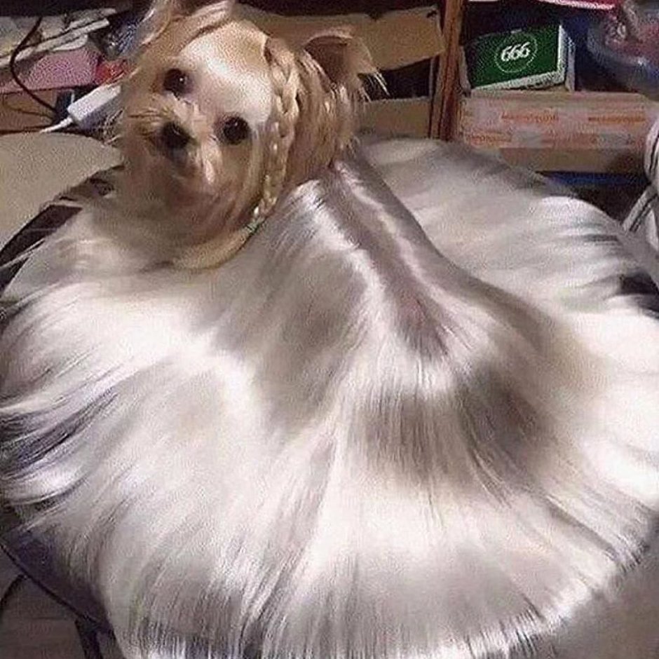 Ёртершицкий терьер