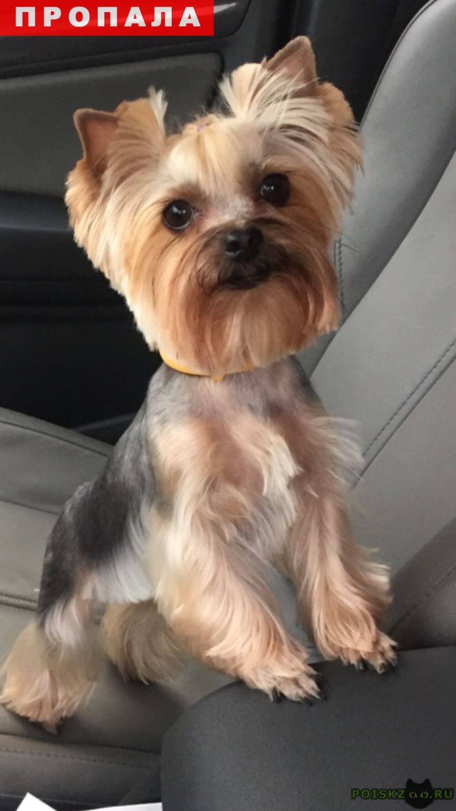 Йоркширский терьер Смоки