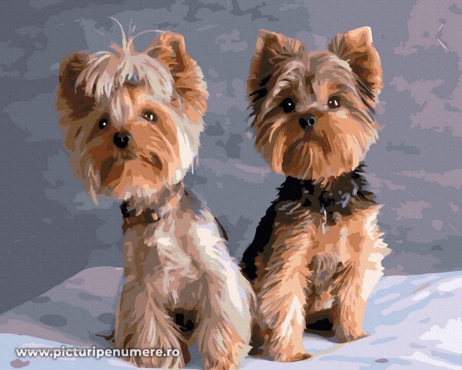 Смешные йорки