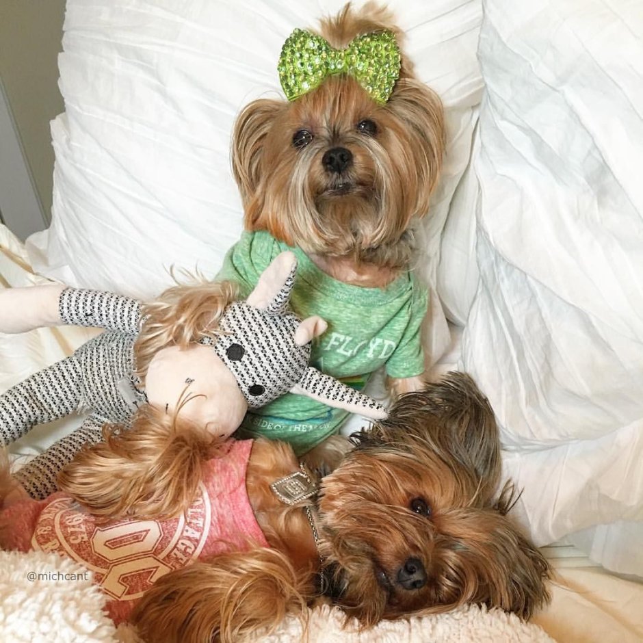 Алмазная мозаика Йоркширский терьер