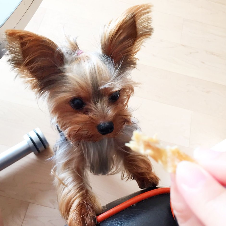 Жесткошерстный Йоркширский терьер