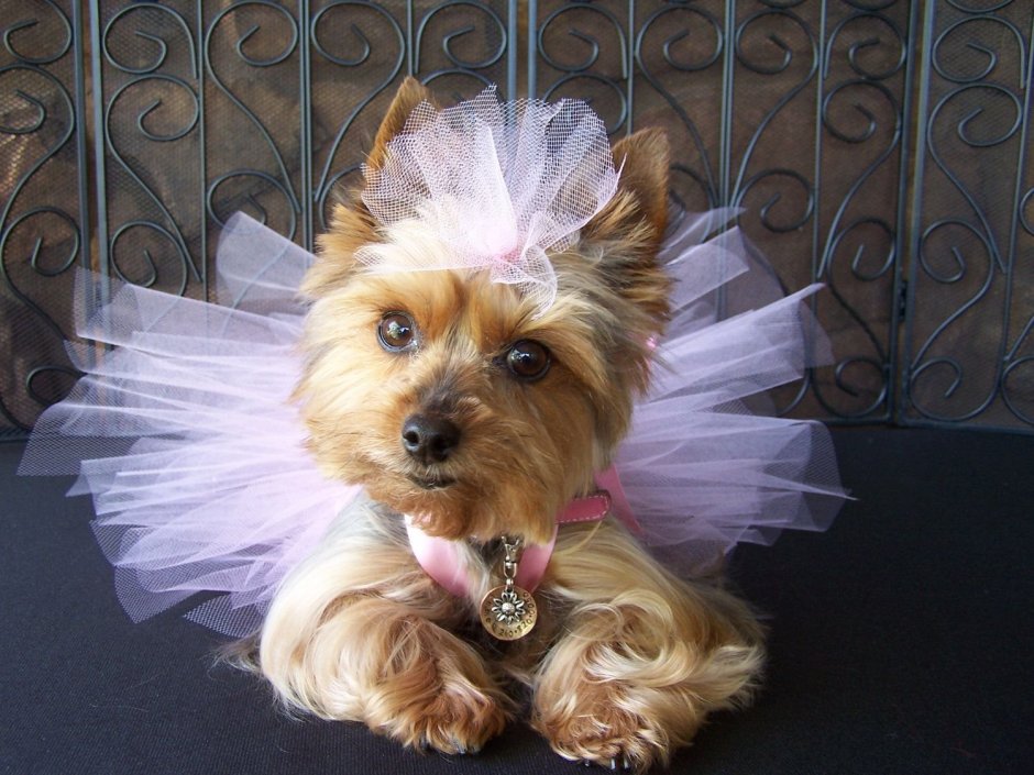 Йоркширский терьер Сильвер