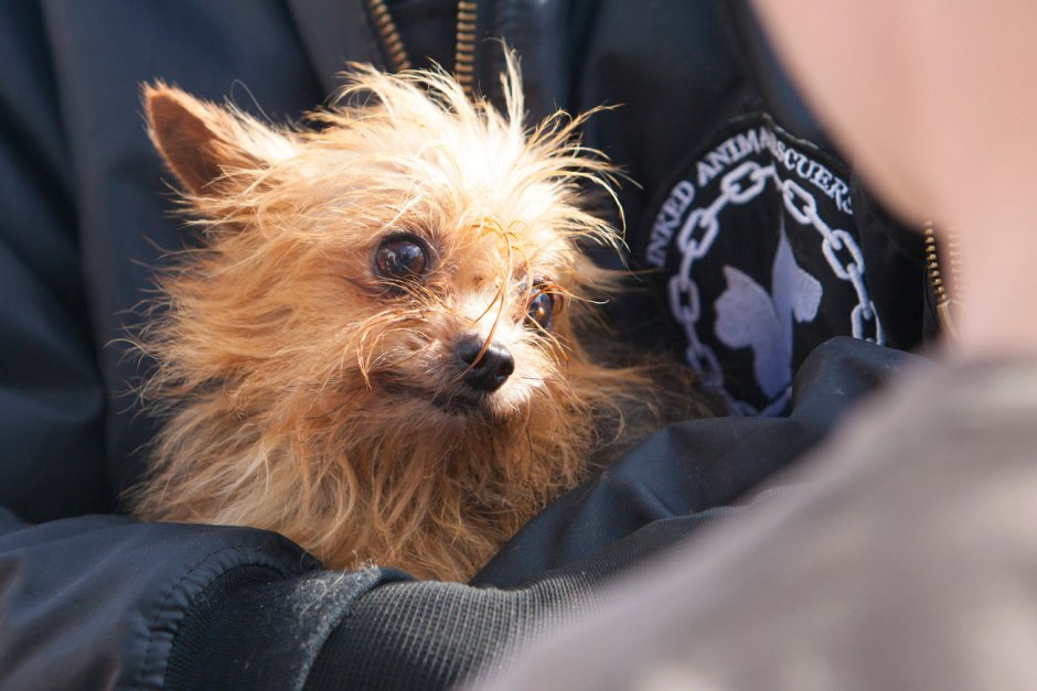 Йоркширский терьер длявыставум